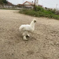 مرغ تزئینی زینتی