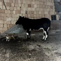 گاو نزاییده