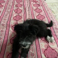 سگ تریر نر ۳ماهه