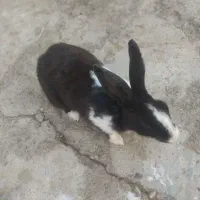 باهوش است|موش و خرگوش|مسجد سلیمان, |دیوار