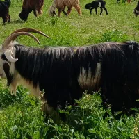 تیربز گلداری