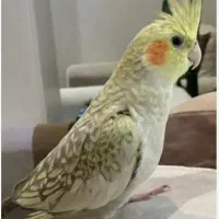 عروس هلندی گمشده حوالی امامزاده یحیی