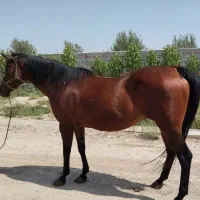 اسب مادیون با خط خونی درجه یک کورسی