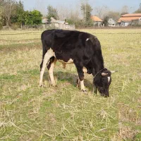 گوساله نر|حیوانات مزرعه|لاهیجان, لفمجان|دیوار