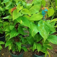 گل طبیعی و آپارتمانی انواع پتوس تکی و عمده