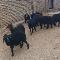 بره ای نر قرقزل قرمز قزل افشار|حیوانات مزرعه|میاندوآب, |دیوار