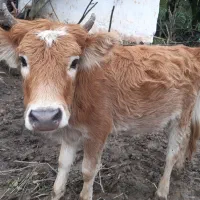 گوساله ماده|حیوانات مزرعه|شفت, |دیوار