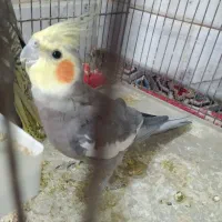 عروس نروماده