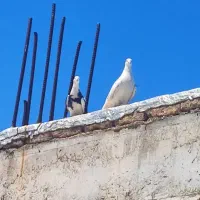 چند عدد کبوتر خوب