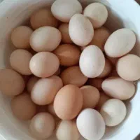 فروش خروس دورگ لاری و‌ تخم مرغ محلی تازه و ارگانیک