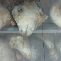 کله پاچه بره