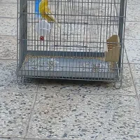قناری فائو چشم شرابی بخون