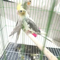 طوطی عروس هلندی