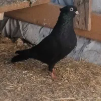 زاغ آبادانی اصل