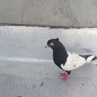 کفتر
