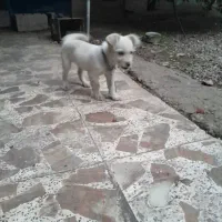 واگذاری سگ نر تریل