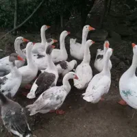 غاز|حیوانات مزرعه|لوندویل, |دیوار