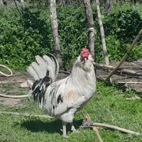 حیوانات مزرعه