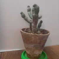 گل اشک|گل و گیاه طبیعی|محمدیه-قزوین, |دیوار