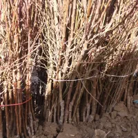 پیوندی وبذری|گل و گیاه طبیعی|سنندج, |دیوار