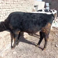 گوساله نر چاق