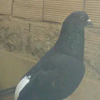 کفتر زاغ دم سفید تهرانی ۴۵۰
