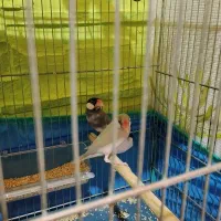 نرگسی نر و ماده به شرط ۶ تخم