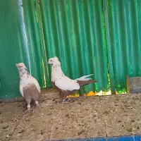 سینه سیاه|پرنده|تهران, امیریه|دیوار