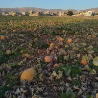 کدو|خوردنی و آشامیدنی|نهاوند, |دیوار