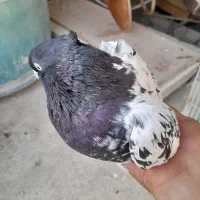 چهار تا پرنده|پرنده|رامهرمز, |دیوار