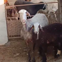 گوسفند ور مار و نر شال تخمی|حیوانات مزرعه|قائم‌شهر, |دیوار