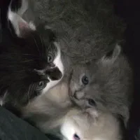 بچه گربه پرشین