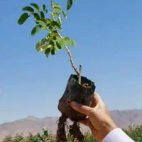 گلدانی و سبز و پربار|حراج|قروه, |دیوار