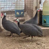 مرغ شاخدار مصری