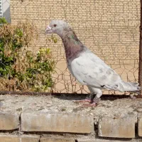 نر سرور گرفتنی