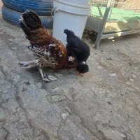 مرغ و خروس و نیمچه|حیوانات مزرعه|خمینیشهر, |دیوار