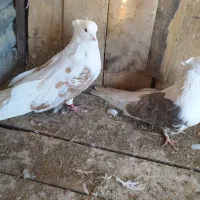 کبوتر دوبالی|پرنده|شاهرود, |دیوار