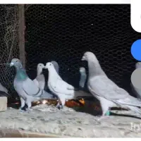 کفتر فروشی|پرنده|ابرکوه, |دیوار