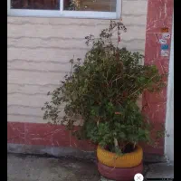 اجاره-منزل-مسکونی