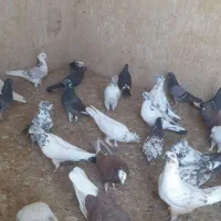 کفتر بلند پرواز|پرنده|قم, باجک یک|دیوار