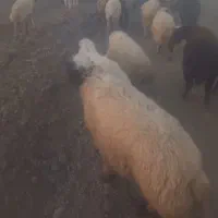 بره سفید صادراتی ۵۰ راس ..میش ابستن و زاییده|حیوانات مزرعه|رومشکان, |دیوار