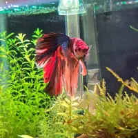 فایتر هافمون کوی کندی گلکسی