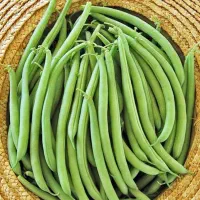 لوبیا سبز وبامیه درجه یک