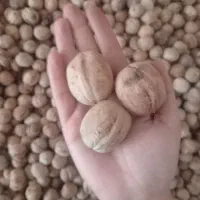 گردو|خوردنی و آشامیدنی|سقز, |دیوار