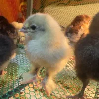 جوجه ویاندوت برهما لهستانی ایام سمانی مرغ و خروس|حیوانات مزرعه|رشت, گیل|دیوار