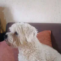 سگ شیتزو|سگ|صدرا-فارس, باغشهر گلبهار صدرا|دیوار