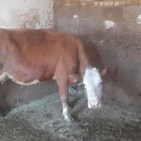 گاو سیمینتال