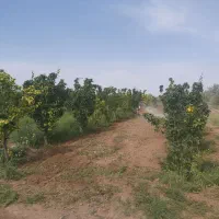 فروش تلمبه|فروش زمین و ملک کلنگی|نگار, |دیوار