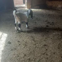 بزغاله|حیوانات مزرعه|تایباد, |دیوار