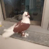 کبوتر ابلاغ قرمز